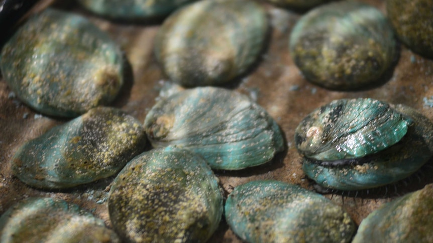 Close up of blue-grey shells of abalone in water.