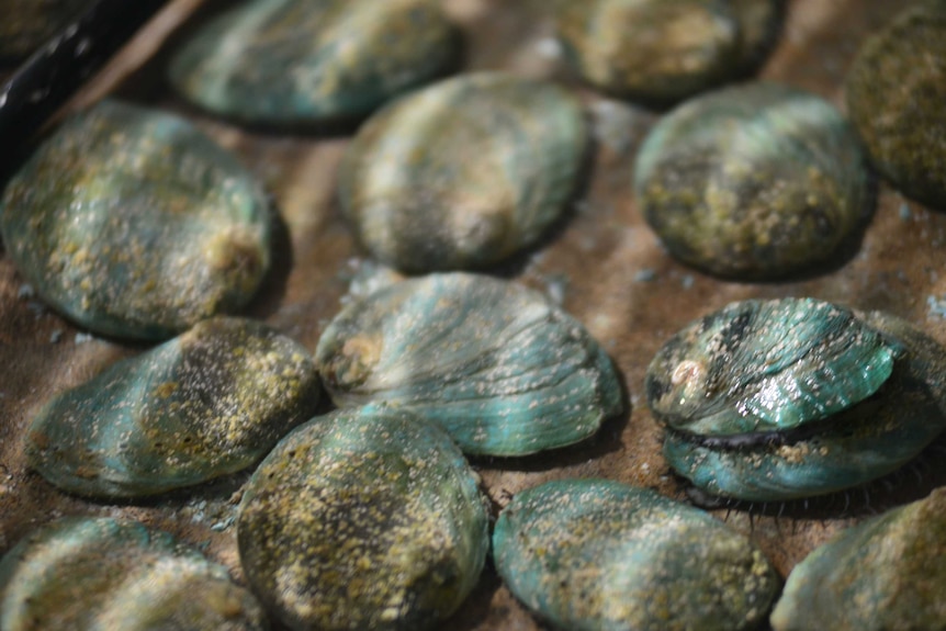 Close up of blue-grey shells of abalone in clear water.