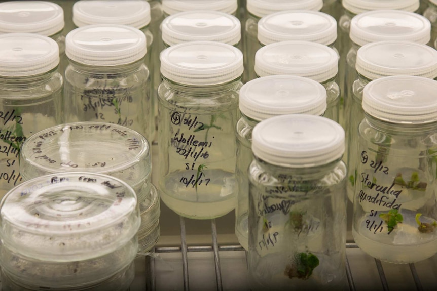 Wollemi Pine seedlings being germinated in jars