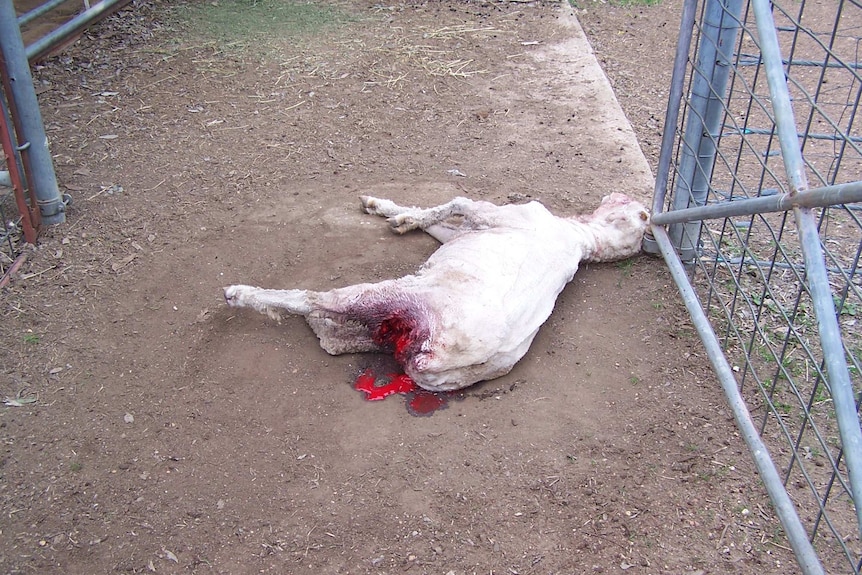 A dead, bleeding sheep