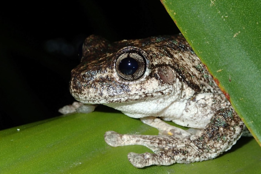 Peron's Tree Frog peeps out of a plant