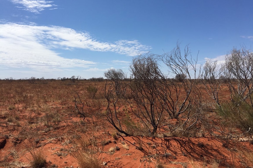 A dry, barren landscape on Mia Mia Station with small shrubs and trees in the distance.