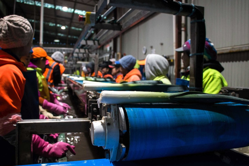 Leeks on a conveyer belt being cleaned at a packing shed on Melbourne's south east.