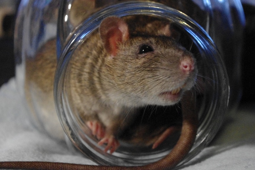Rats in a jar