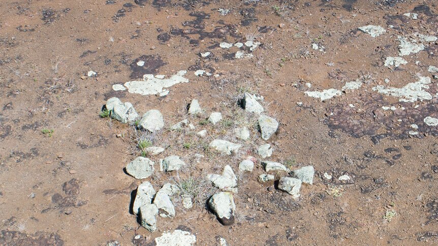 An arrangement of rocks depicting a turtle at the Gummingurru site in 2019.
