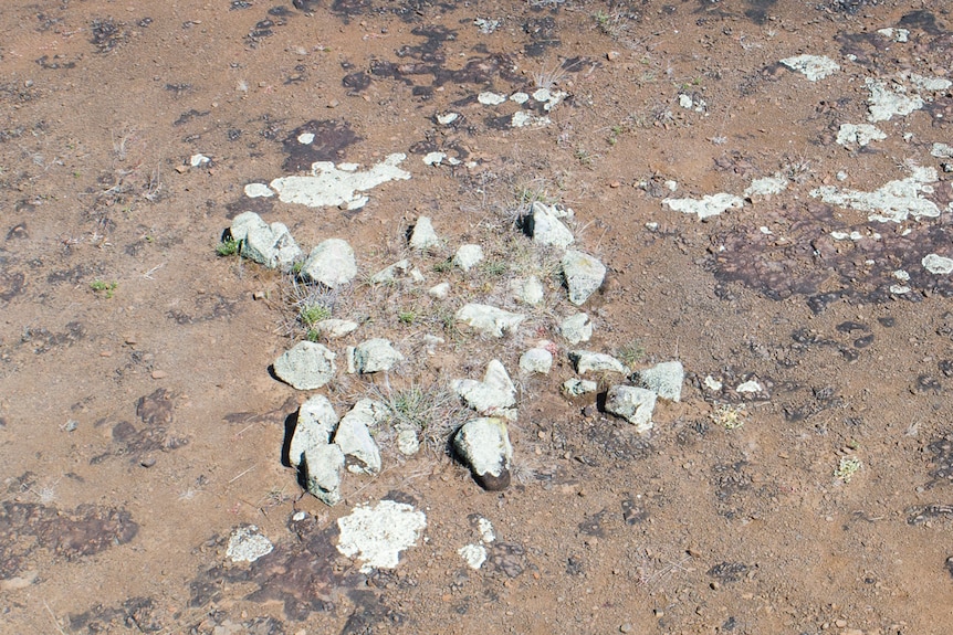 An arrangement of rocks depicting a turtle at the Gummingurru site in 2019.