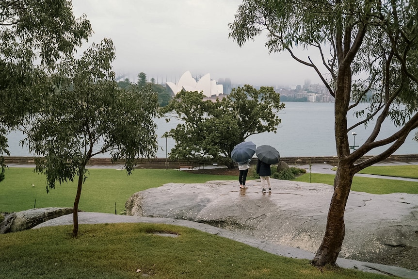 personnes debout dans un parc tenant des parapluies