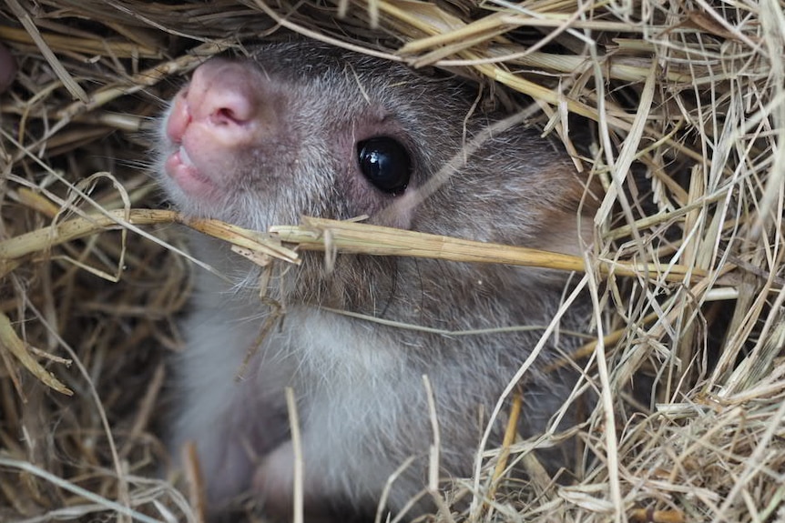 A cute grey and brown rufous bettong pokes its nose and face out of a nest made from dry grass.