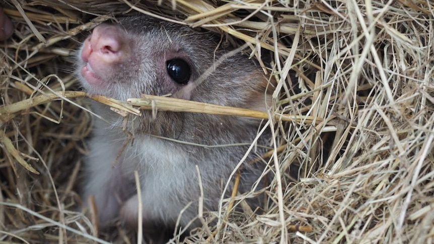 A cute grey and brown rufous bettong pokes its nose and face out of a nest made from dry grass.