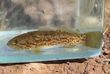 A brown-coloured fish in water in a transparent container.