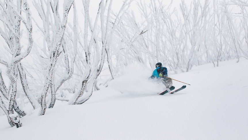 Skier Laif Moegel skiing through snow covered trees at Falls Creek.