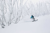 Skier Laif Moegel skiing through snow covered trees at Falls Creek.