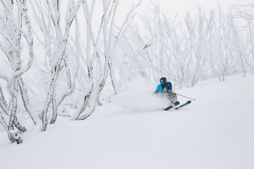 Skier Laif Moegel skiing through snow covered trees at Falls Creek.