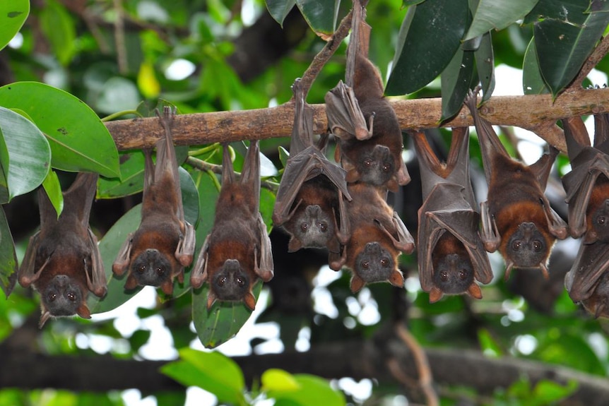A group of flying foxes hanging upside down from a tree branch.