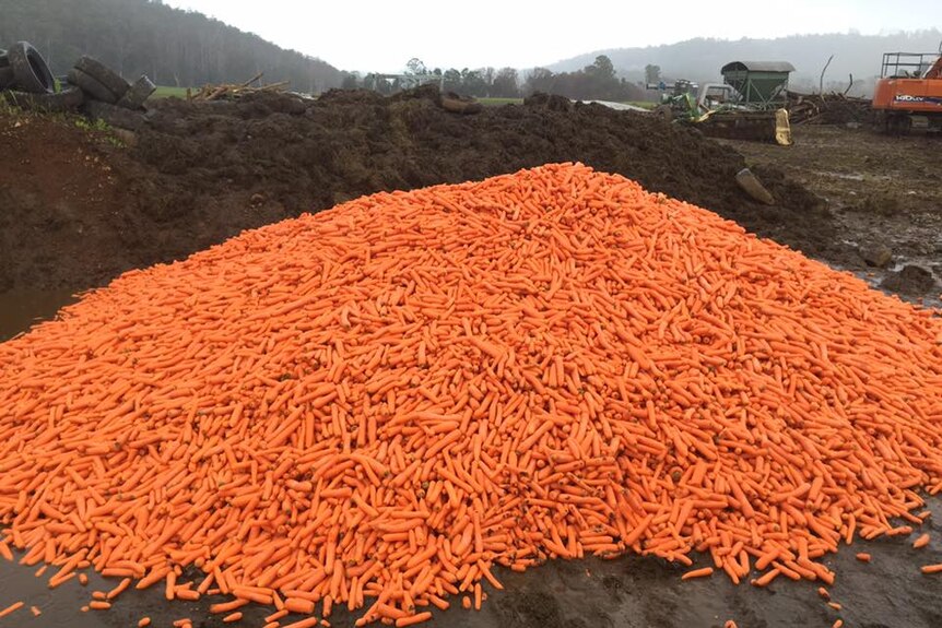 Pile of carrots donated to Tasmanian farmers for feed