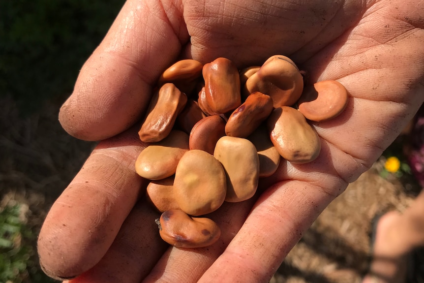  A hand holding dried beans for planting.