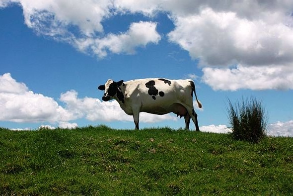 Rob Delane thinks the Pilbara could be home to dairy cows