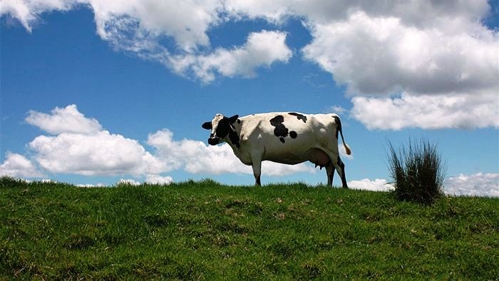 A blacn and white dairy cow stands in a green field.