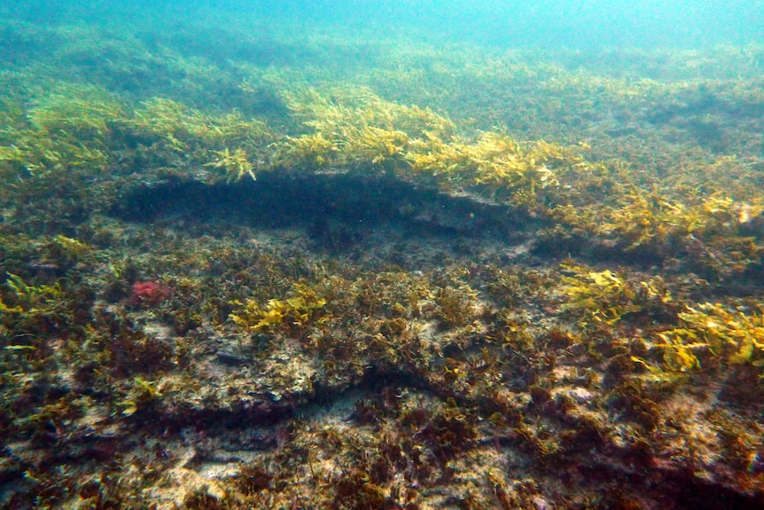 An underwater seascape that has been depleted and where turf algae spreads as kelp is devoured 
