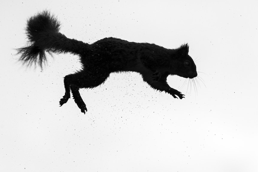 a Silhouette of a squirrel jumping through the air