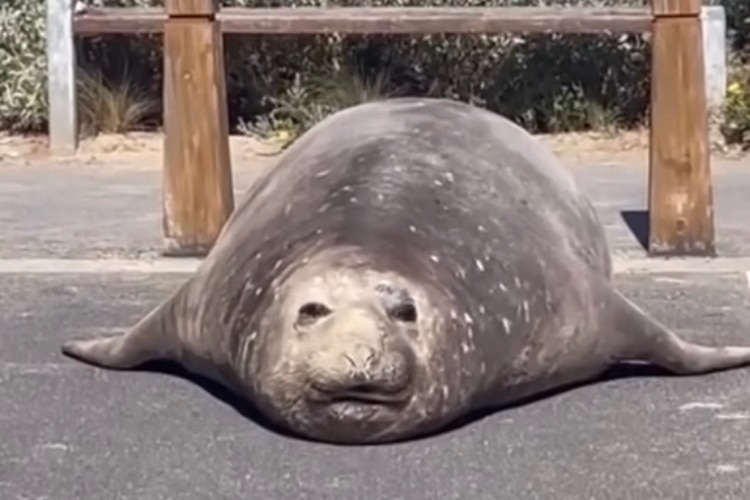 A seal on a road.