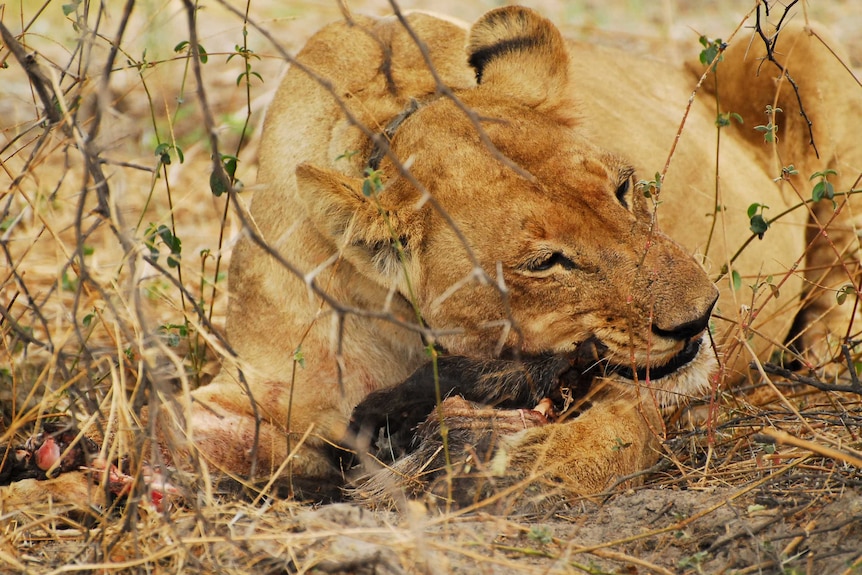 A lion wearing a radio tracking collar eats its prey in Botswana.