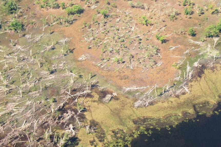 Deforestation after Cyclone Monica