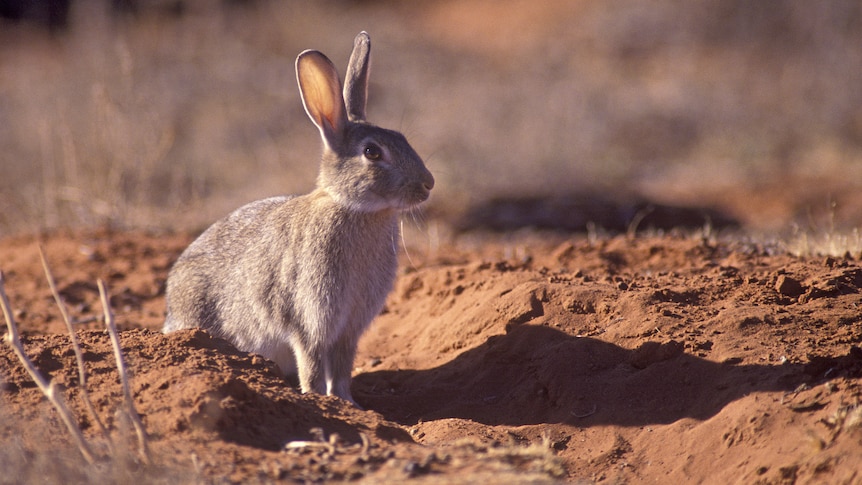 A European rabbit sits in red dirt. 