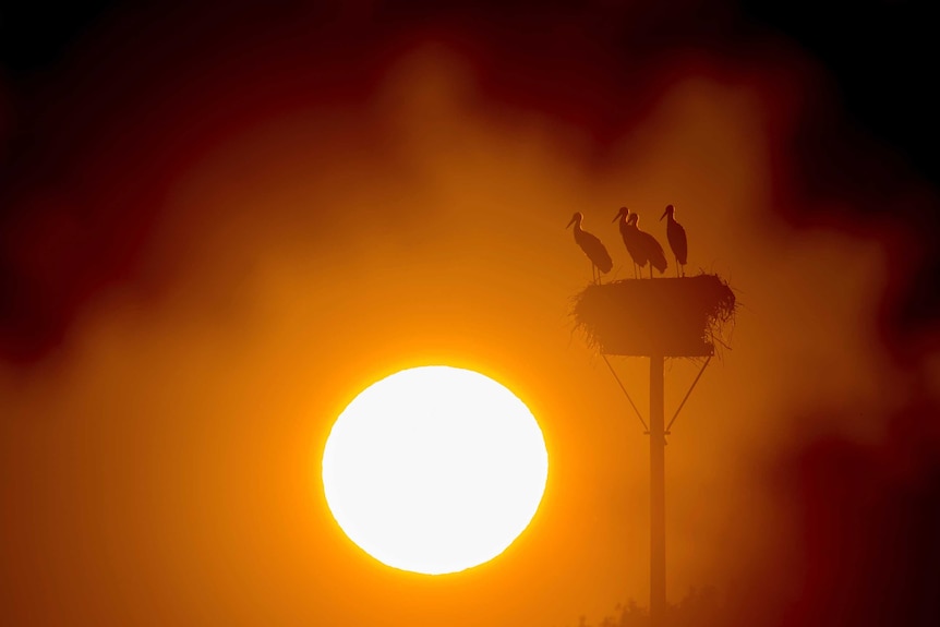 Storks stand in their nest as the sun rises behind them in a bright orange sky.