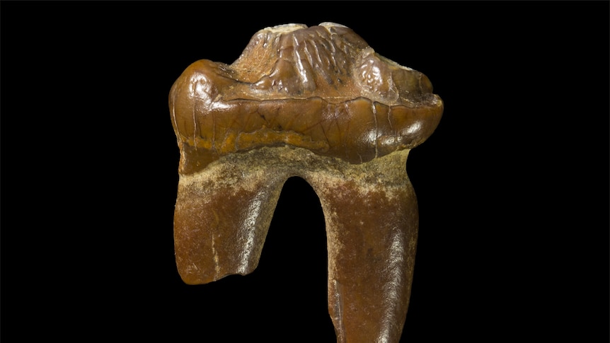 A three-million-year-old fossilised seal tooth found on a beach.