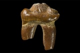 A three-million-year-old fossilised seal tooth found on a beach.