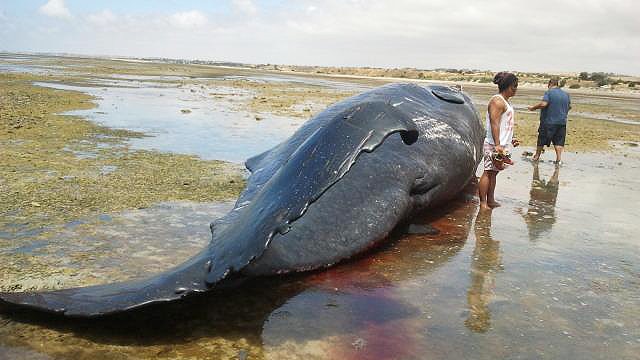 Locals investigate a dead sperm whale near Ardrossan