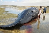 Locals investigate a dead sperm whale near Ardrossan