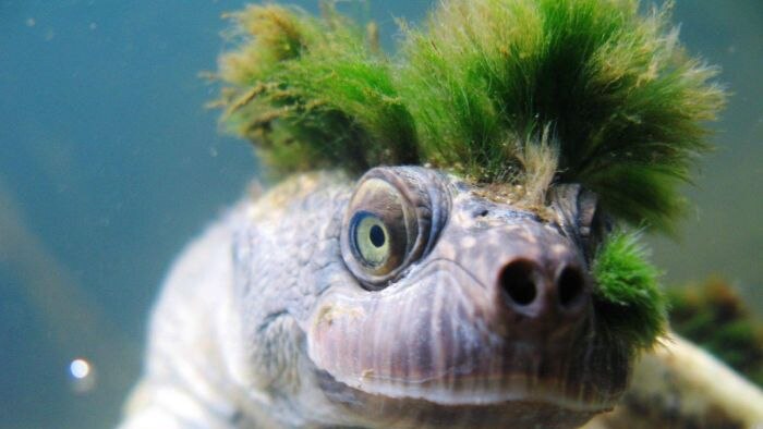 kura-kura bergaya punk dari Sungai Mary Queensland