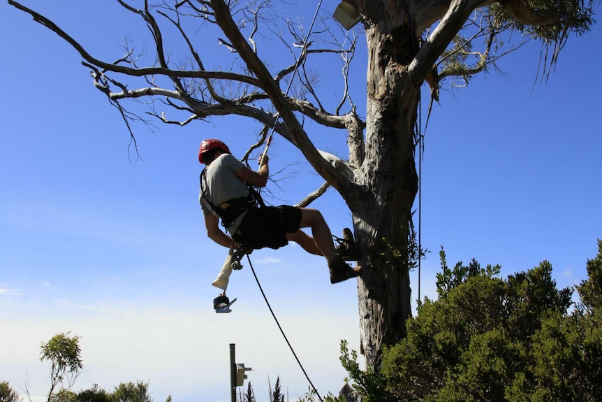 A scientist captures a baby orange-bellied parrot in Melaleuca, Tasmania.