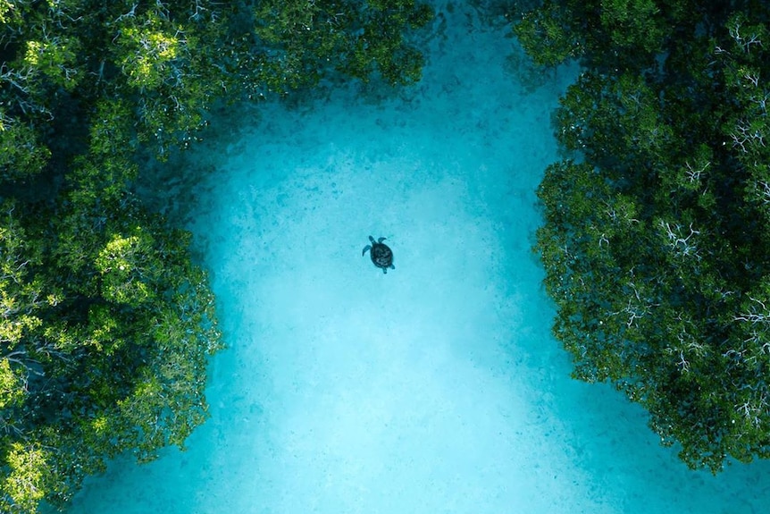 A drone photo of a lone turtle in some mangroves