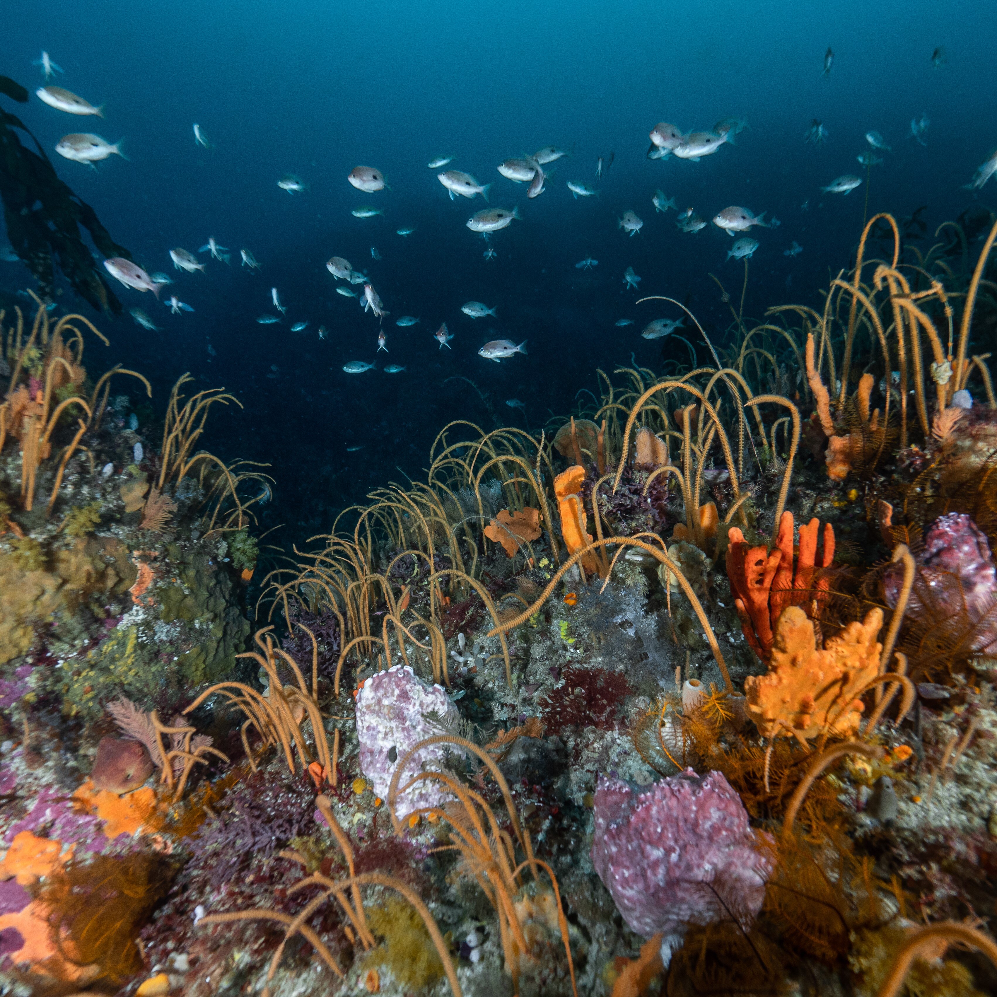 brightly coloured coral on a reef