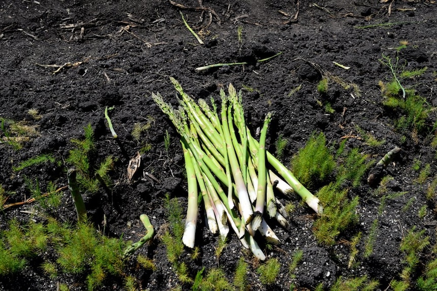 Freshly cut asparagus in a paddock at Kooweerup, Victoria.