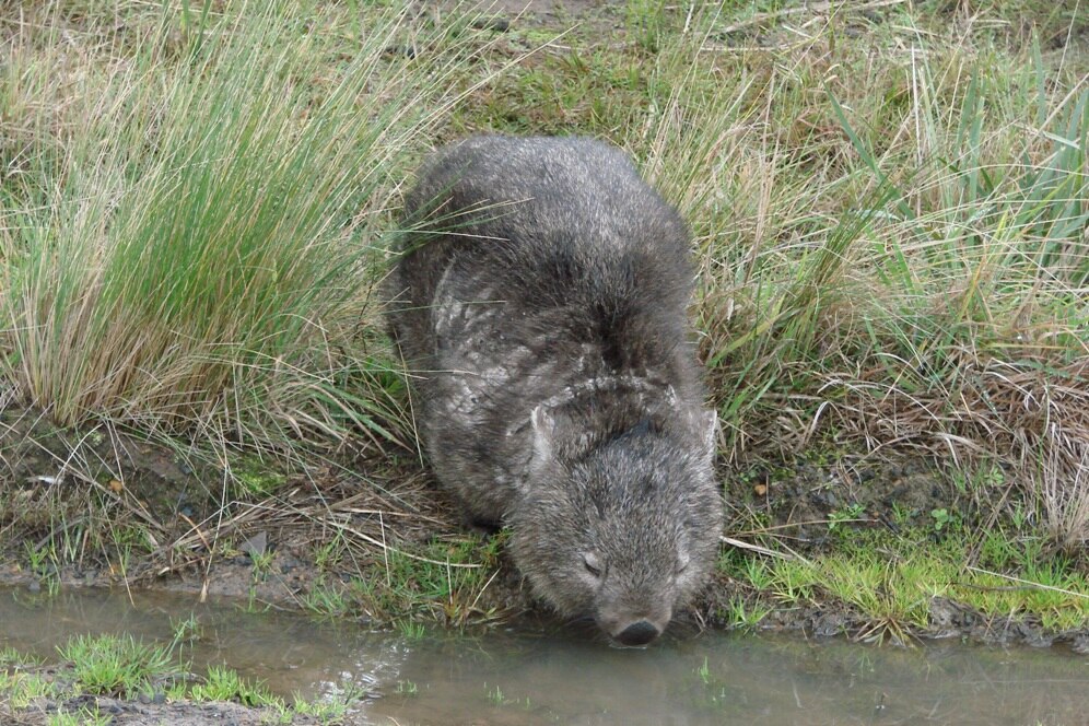 A Tasmanian wombat