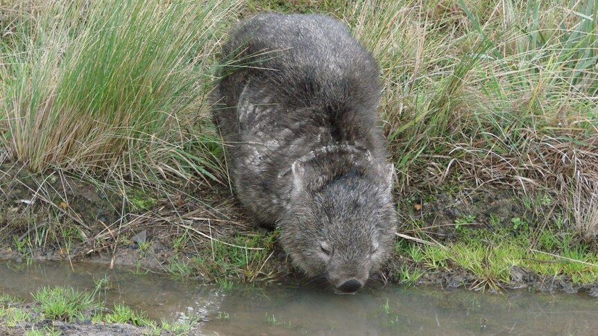 A wombat in Tasmania taking a roadside drink