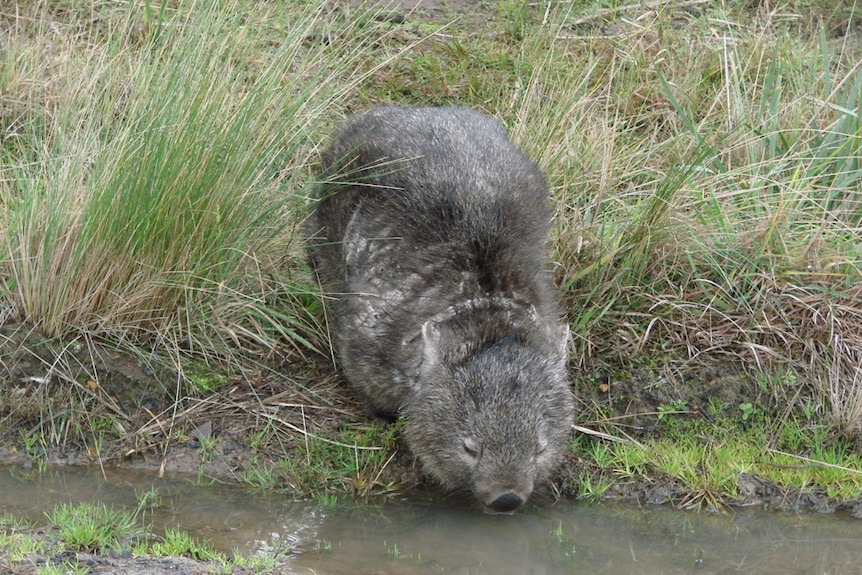 A Tasmanian wombat