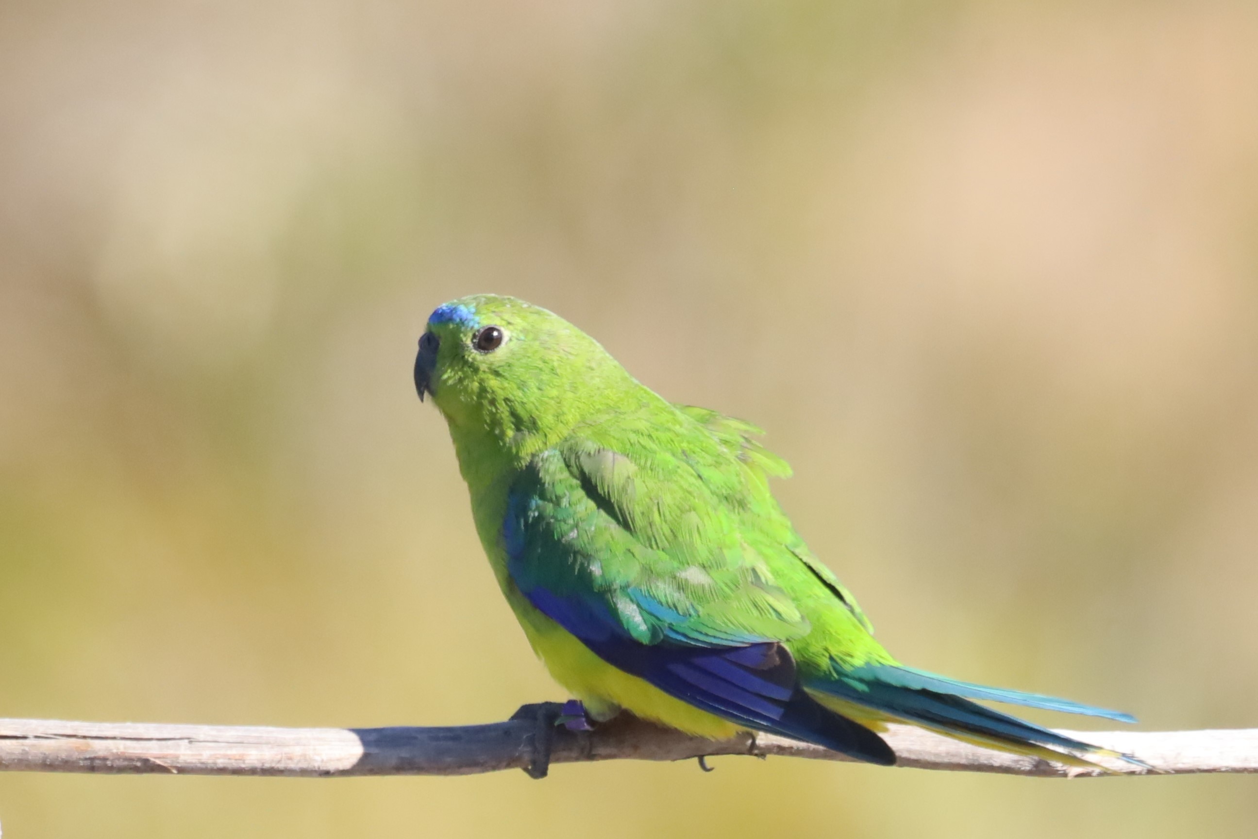 A green parrot with blue patches sits on a wooden perch, side-on to the camera