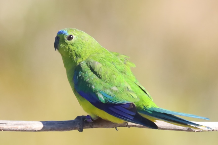 A green parrot with blue patches sits on a wooden perch, side-on to the camera