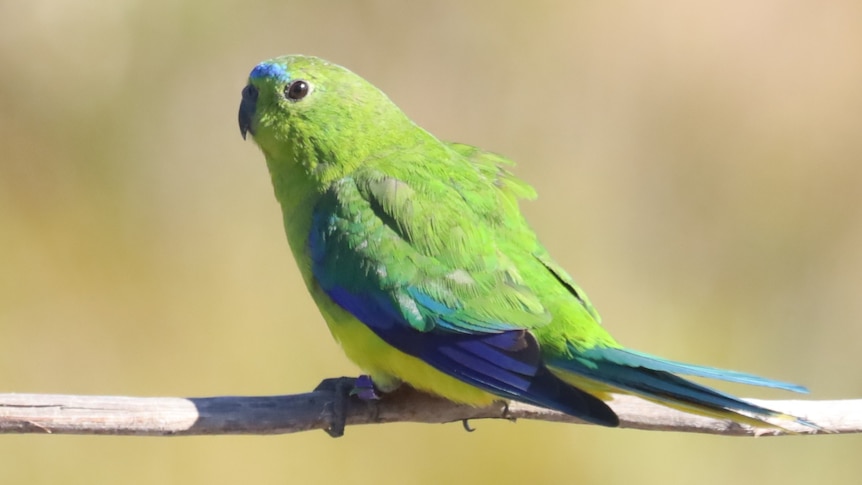 Robbins Island wind farm proposal approved on condition of 5-month annual shutdown due to orange-bellied parrots