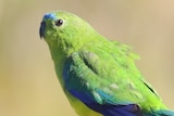 A green parrot with blue patches sits on a wooden perch, side-on to the camera