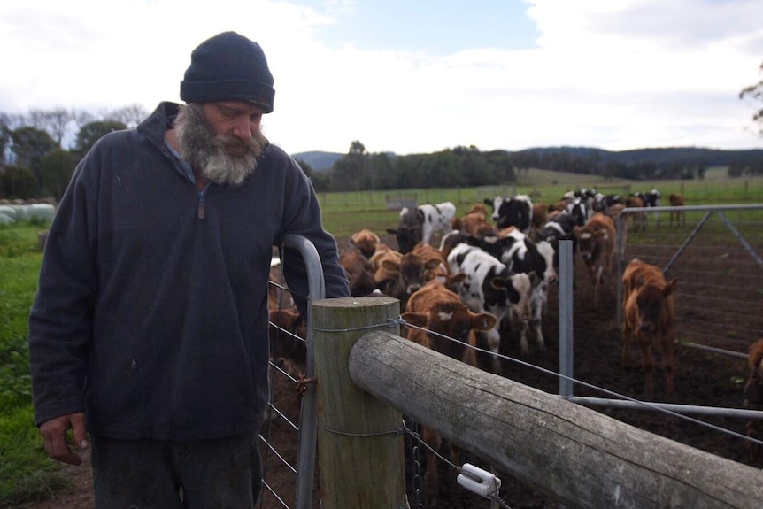 Dirk Warren shuts the gate on a pen of dairy calves.