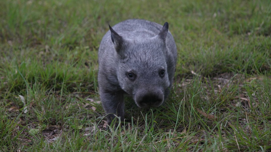 Northern hairy nosed wombat