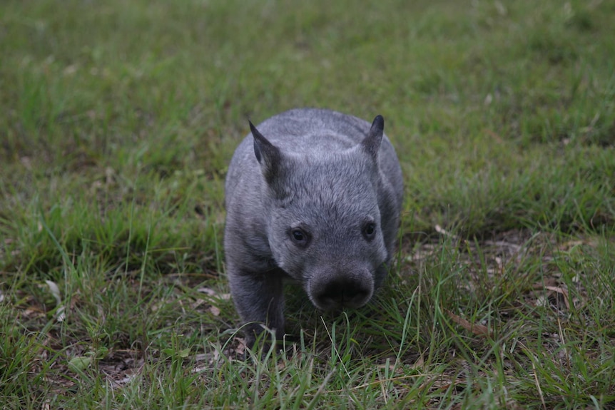 Northern hairy nosed wombat