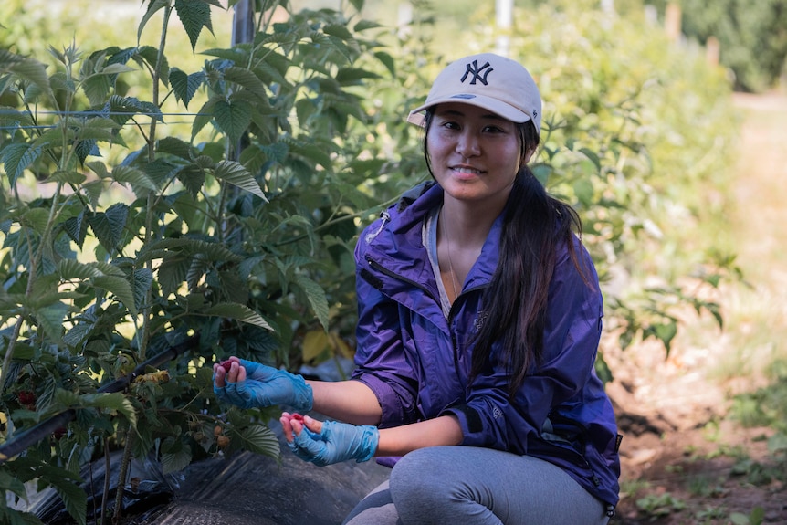 A woman in raspberry patch picking fruit, smiles.