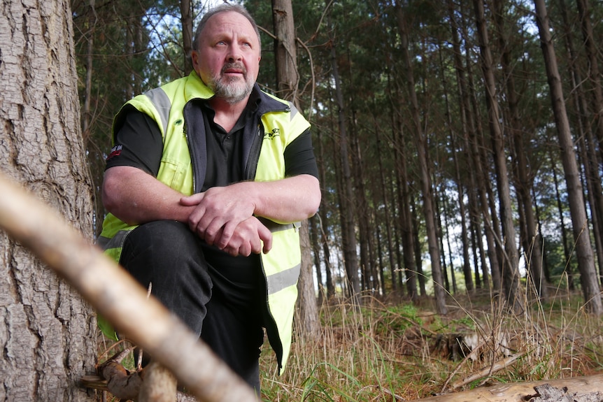 A man in hi-vis crouching in a timber plantation.